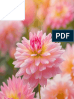 colorful-of-dahlia-pink-flower-in-beautiful-garden-royalty-free-image-825886130-1554743243.pdf
