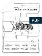 Parts of A Caterpillar