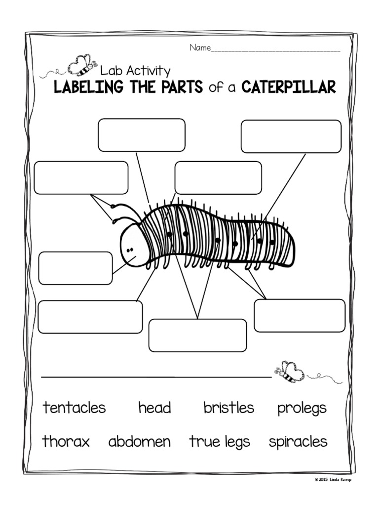Parts of A Caterpillar | PDF