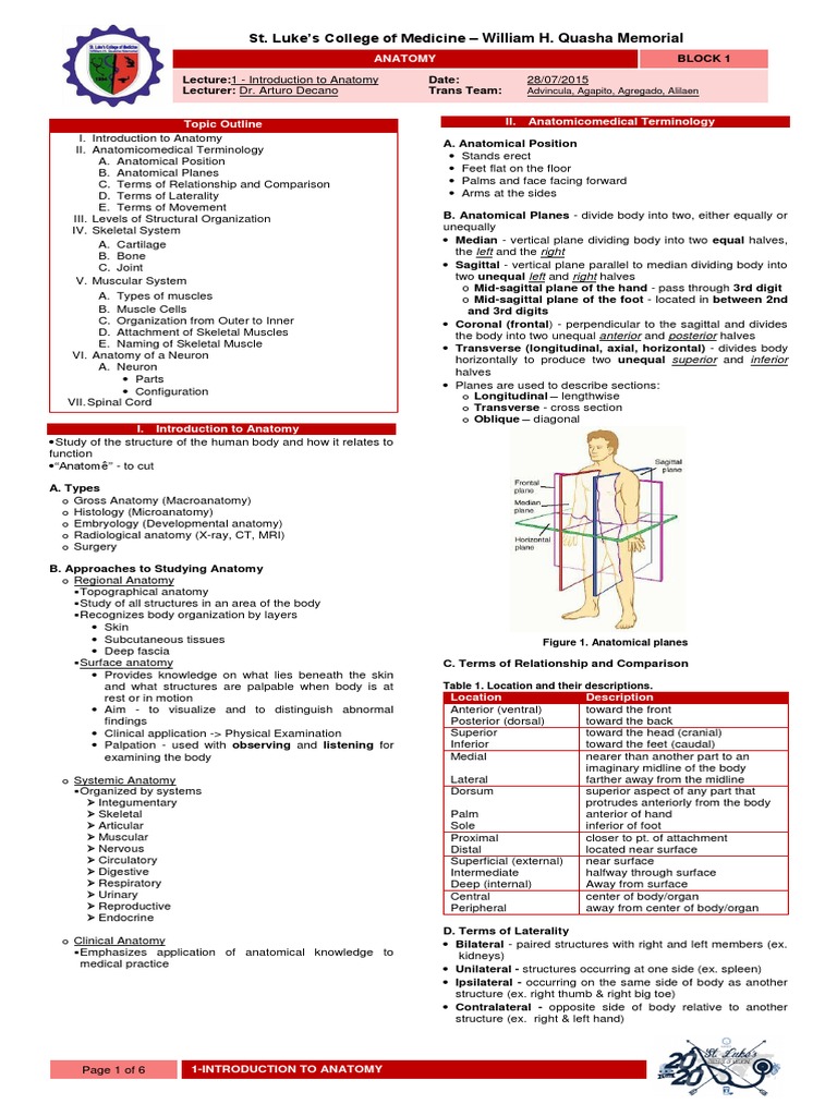 Introduction to Human Anatomy Basics | PDF | Bone | Anatomical Terms Of ...