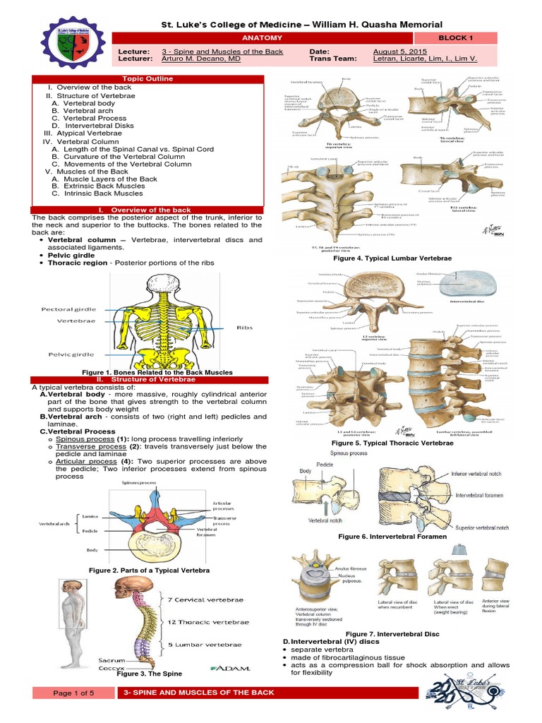 Hemisacralization of L5 Vertebrae | PDF | Vertebra | Vertebral Column