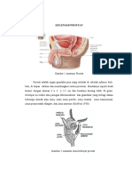 KELENJAR PROSTATt