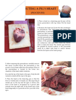 Dissect Pig Heart Procedure