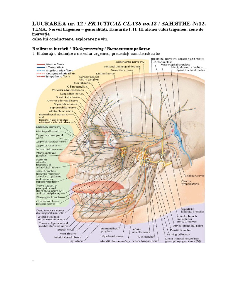 Anatomia | PDF