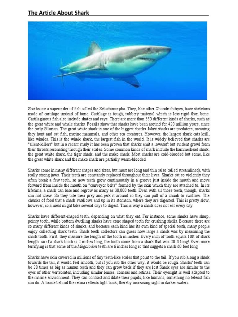 Overview of Sharks and Their Traits | PDF | Sharks | Tooth