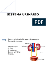 SISTEMA EXCRETOR