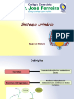 Sistema Urinario