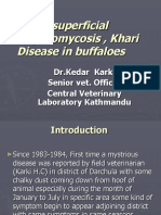 White Superficial Onychomycosis, Khari Disease in Buffaloes