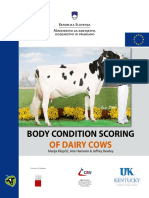body condition of dairy cows.pdf