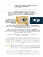 Oído humano: estructura y funciones del sistema auditivo