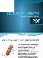 Células Procariotas