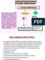 Anatomia del sistema nerviso