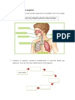 Preguntas para Grado 3. Virtual - Sistema Respiratorio Humano
