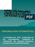 Tema 12. Fosforilación Fotosintética