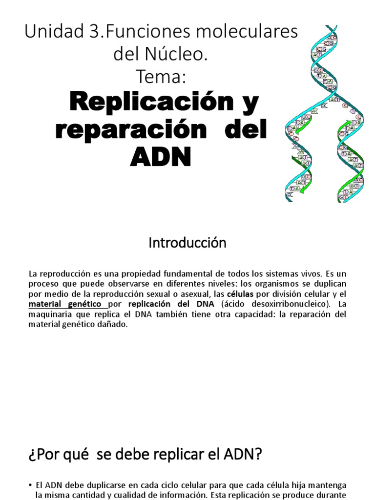 Replicación Del ADN. | PDF | Replicación De Adn | Reparación de adn