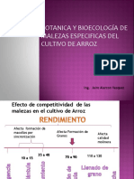 II Manejo de Malezas  del cultivo de Arroz - Jairo (1).pdf