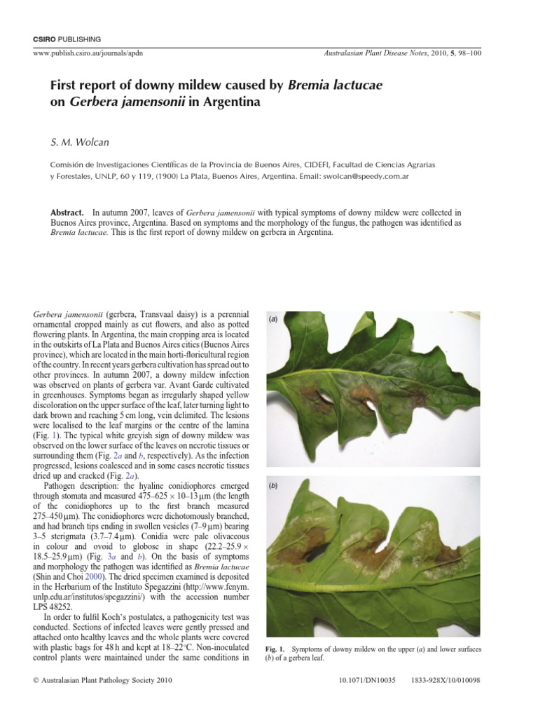 First Report of Bremia on Gerbera in Argentina | PDF | Leaf | Branches Of  Botany