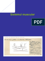 Sistem Muscular