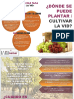 guia plantaciÃ³n de vitis.pdf