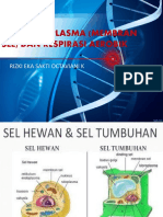 MEMBRAN SEL-RESP AEROB