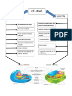 Celula Animal y Vegetal