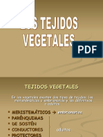 BT4.5-Tejidos_vegetales