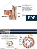 SISTEMA RESPIRATORIO.docx