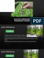 KULTUR JARINGAN Pisang