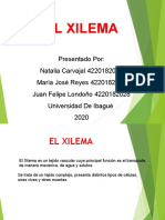 Xilema Botanica