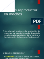 Aparato Reproductor en Machos