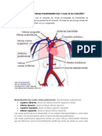 CUÁNTAS VENAS PULMONARES HAY Y CUAL ES SU FUNCIÓN