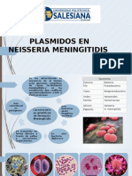 Plásmidos en Neisseria meningitidis