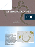 Estrongyloides - Individual - Nicolle Calambas