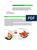 Bladder Catheterisation PDF