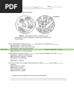 CÉLULA, CATASTROFES E RECURSOS.docx