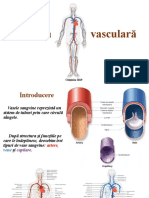 Sistemul Vascular