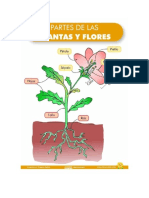 Plantas