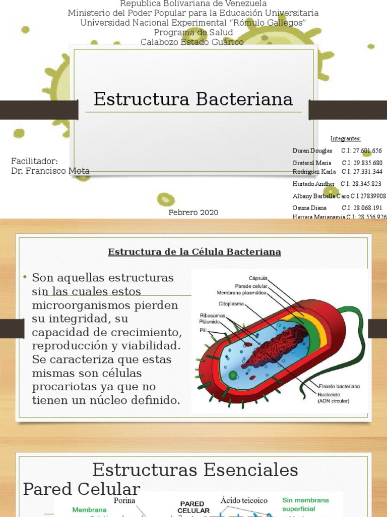 Estructura Bacteriana | PDF | Las bacterias | Citoplasma