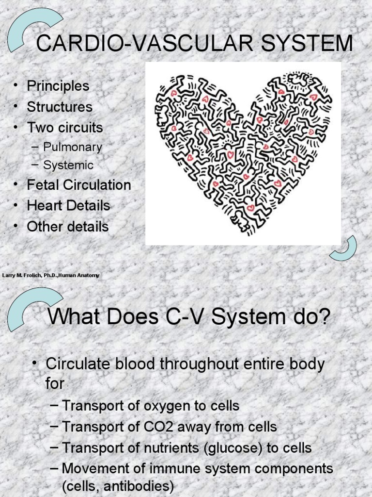 Cardio-Vascular System: - Principles - Structures - Two Circuits | PDF ...