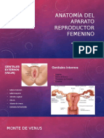Anatomía Del APARATO Ame