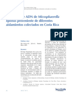 Extracción de ADN de Micosphaerella Aislamientos Colectados en Costa Rica