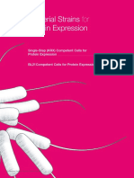 Bacterial Strains For Protein Expression