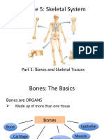 Module 5 - Skeletal System Student