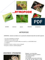 ARTROPODE1