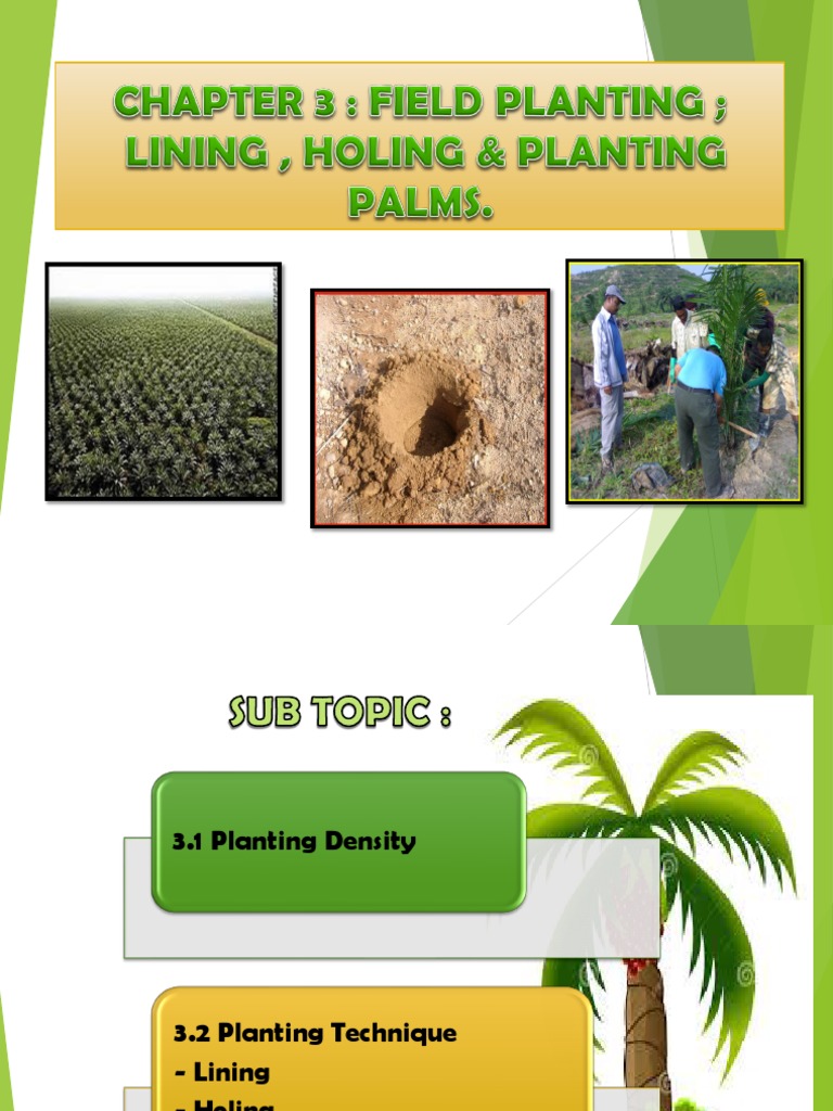 C3 Field Planting Pdf Pdf Plant Nursery Palm Oil