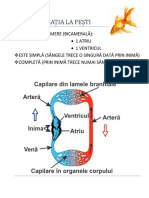 CIRCULAȚIA LA vertebrate