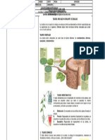 Guia Virtual Sexto Grado Tejidos Vegetales