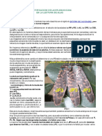 LasPlumasGuia PDF
