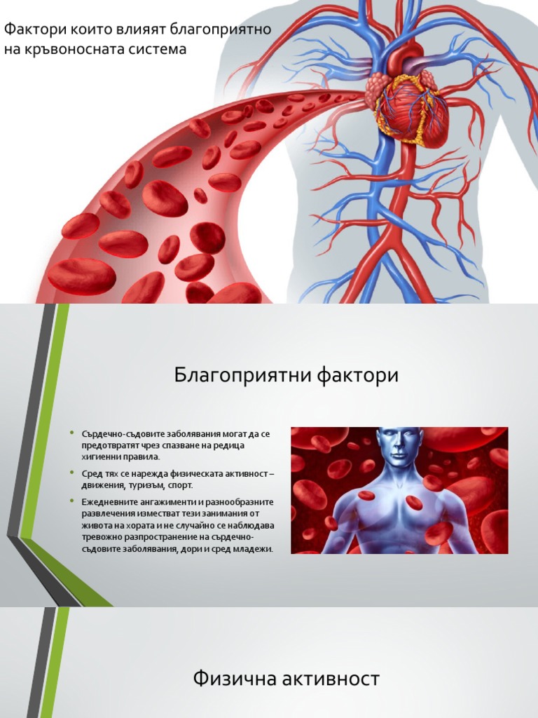 Фактори които влияят благоприятно на кръвоносната система | PDF