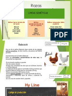 Razas de Aves PDF